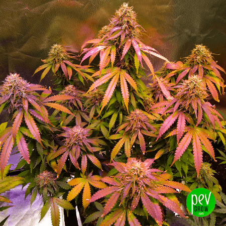 Duct Tape Spain Bulk Seeds